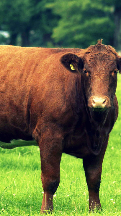 Shorthorn cattle at Glenarm Estate