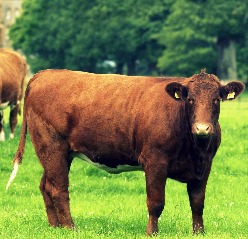 Shorthorn cattle at Glenarm Estate