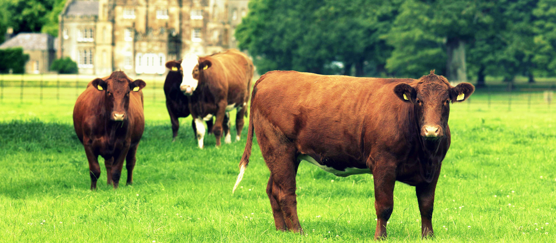 Shorthorn cattle at Glenarm Estate